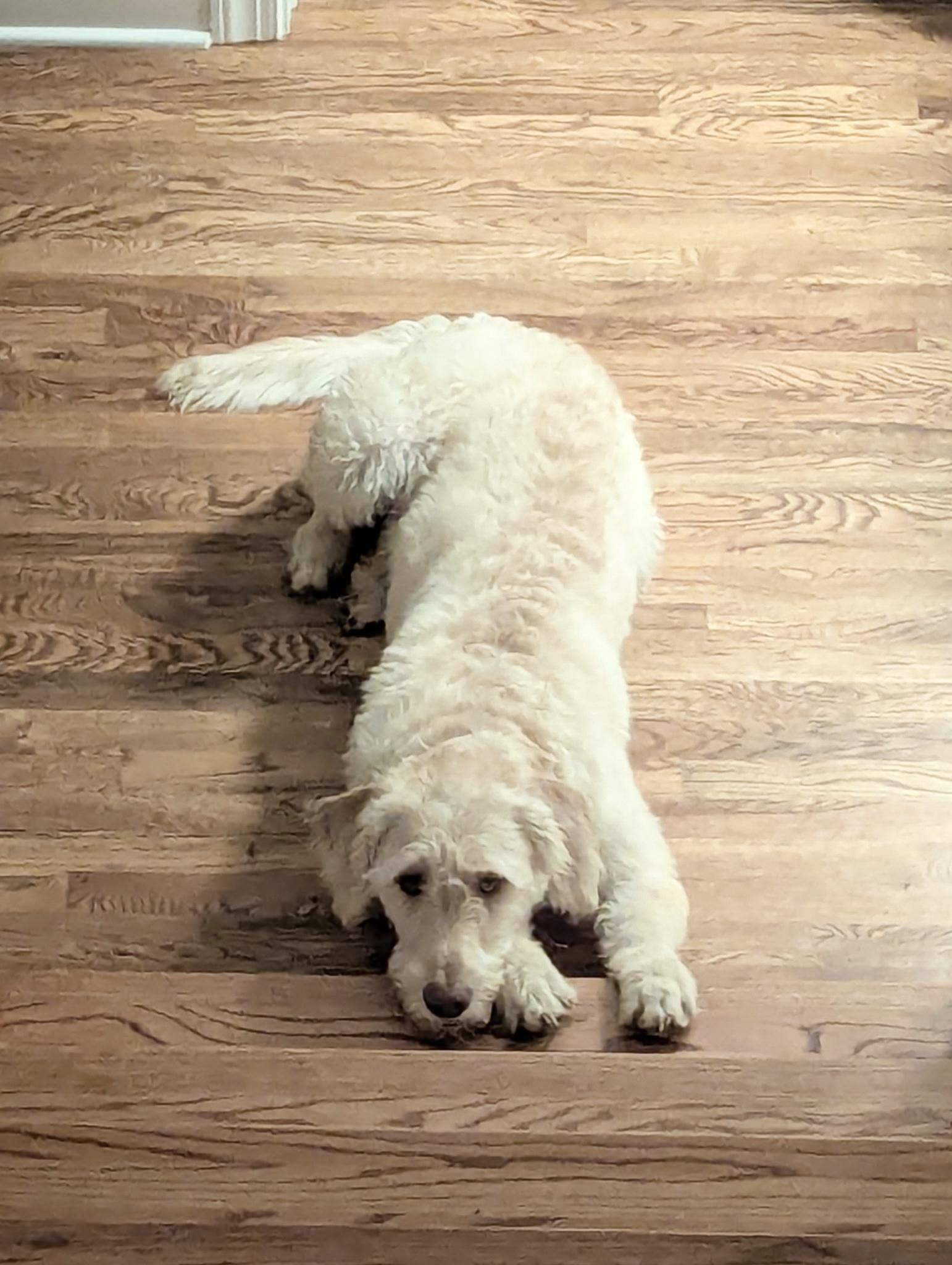 Darling Zack, a ADOPTABLE Labradoodle in West Hartford , CT image 4/5
