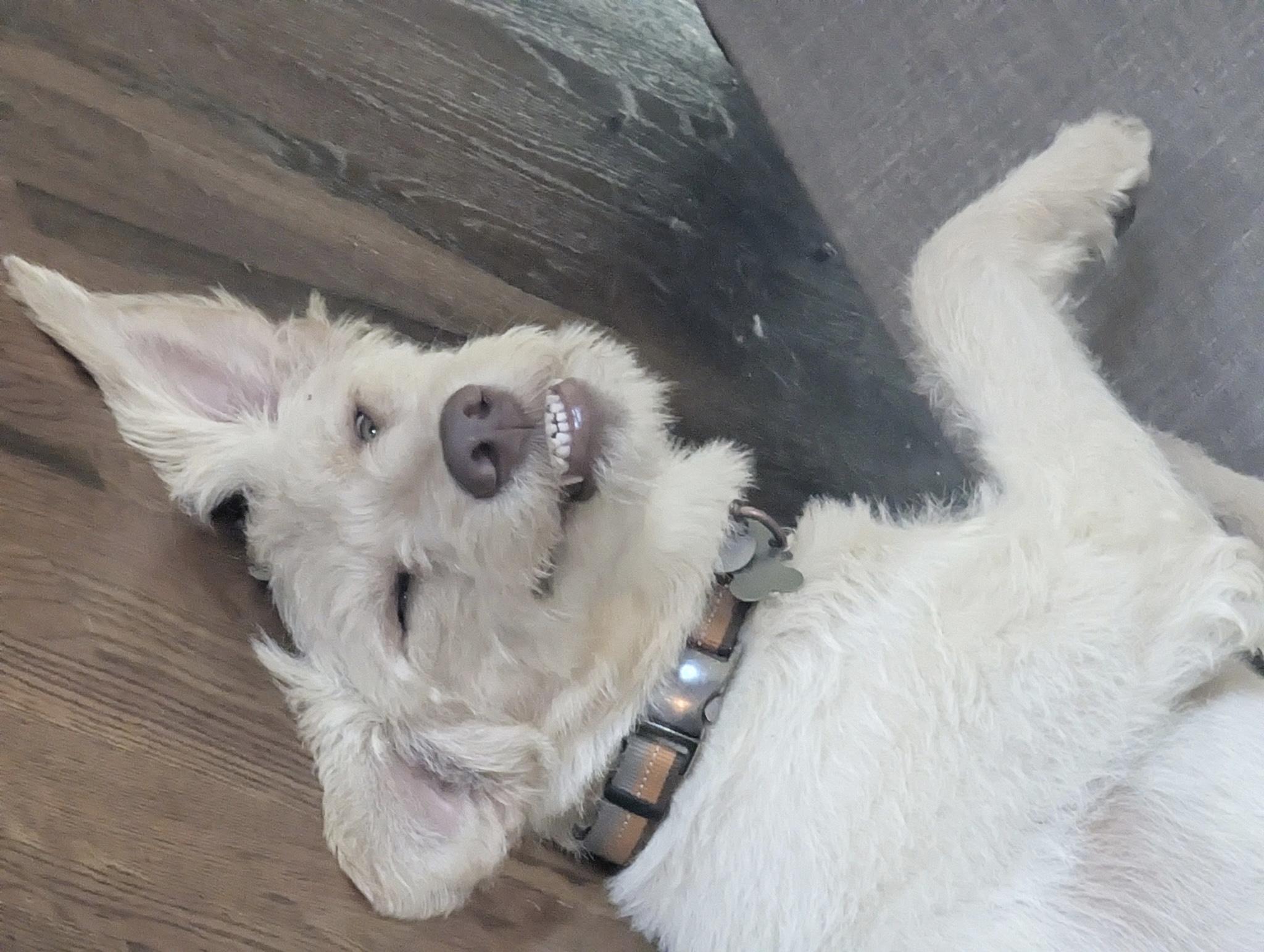 Darling Zack, a ADOPTABLE Labradoodle in West Hartford , CT image 3/5