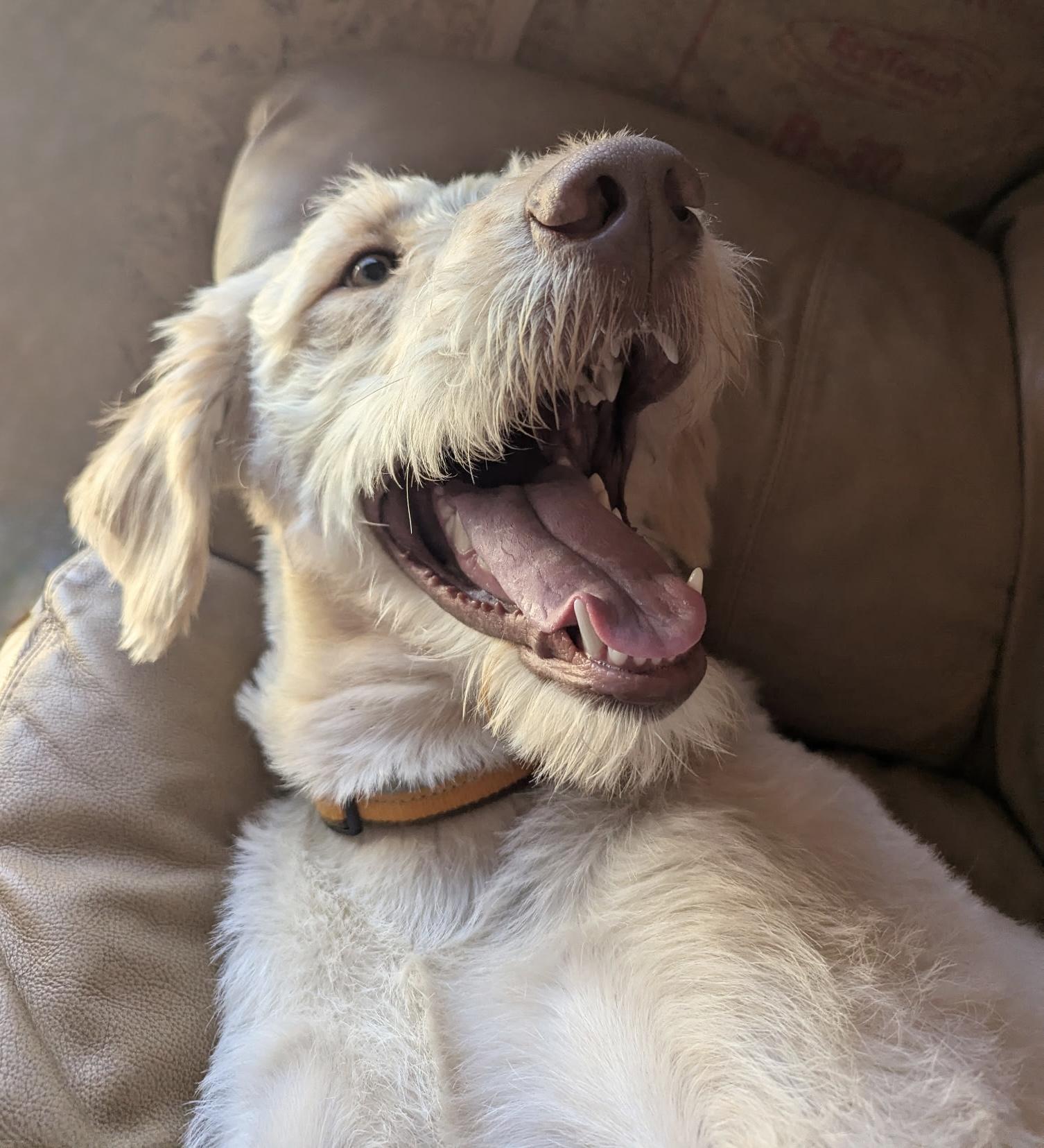 Darling Zack, a ADOPTABLE Labradoodle in West Hartford , CT image 2/5