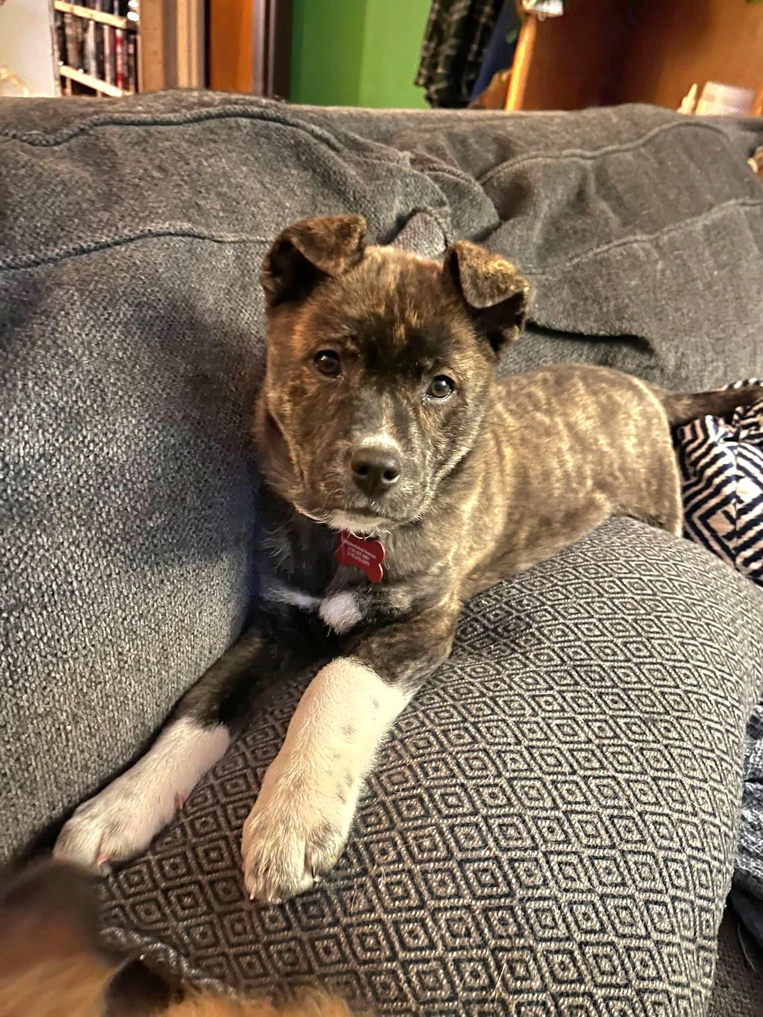 Enlarge Skittles, an adopted mixed breed in Salamanca, NY image 1/4