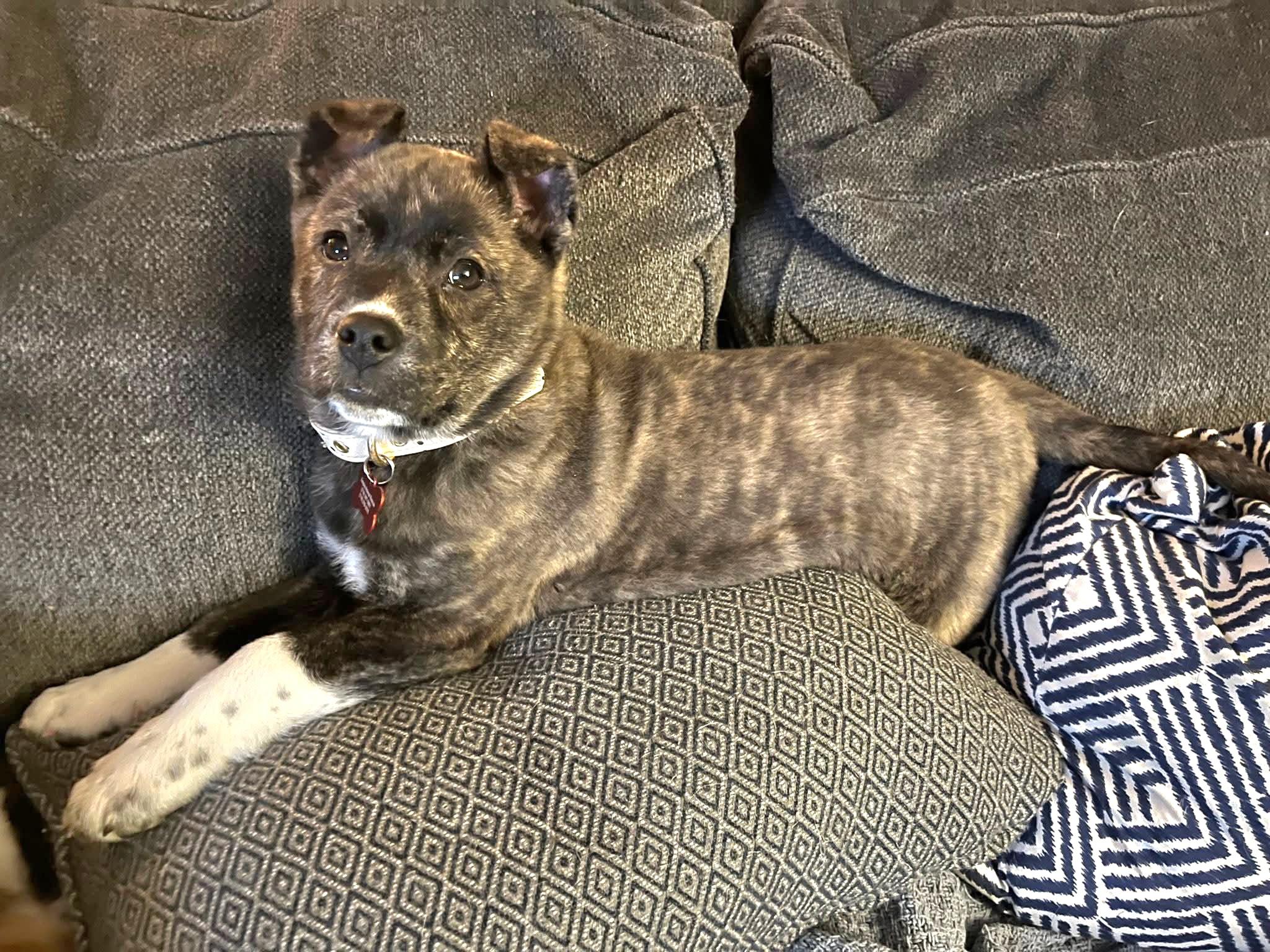 Enlarge Skittles, an adopted mixed breed in Salamanca, NY image 2/4