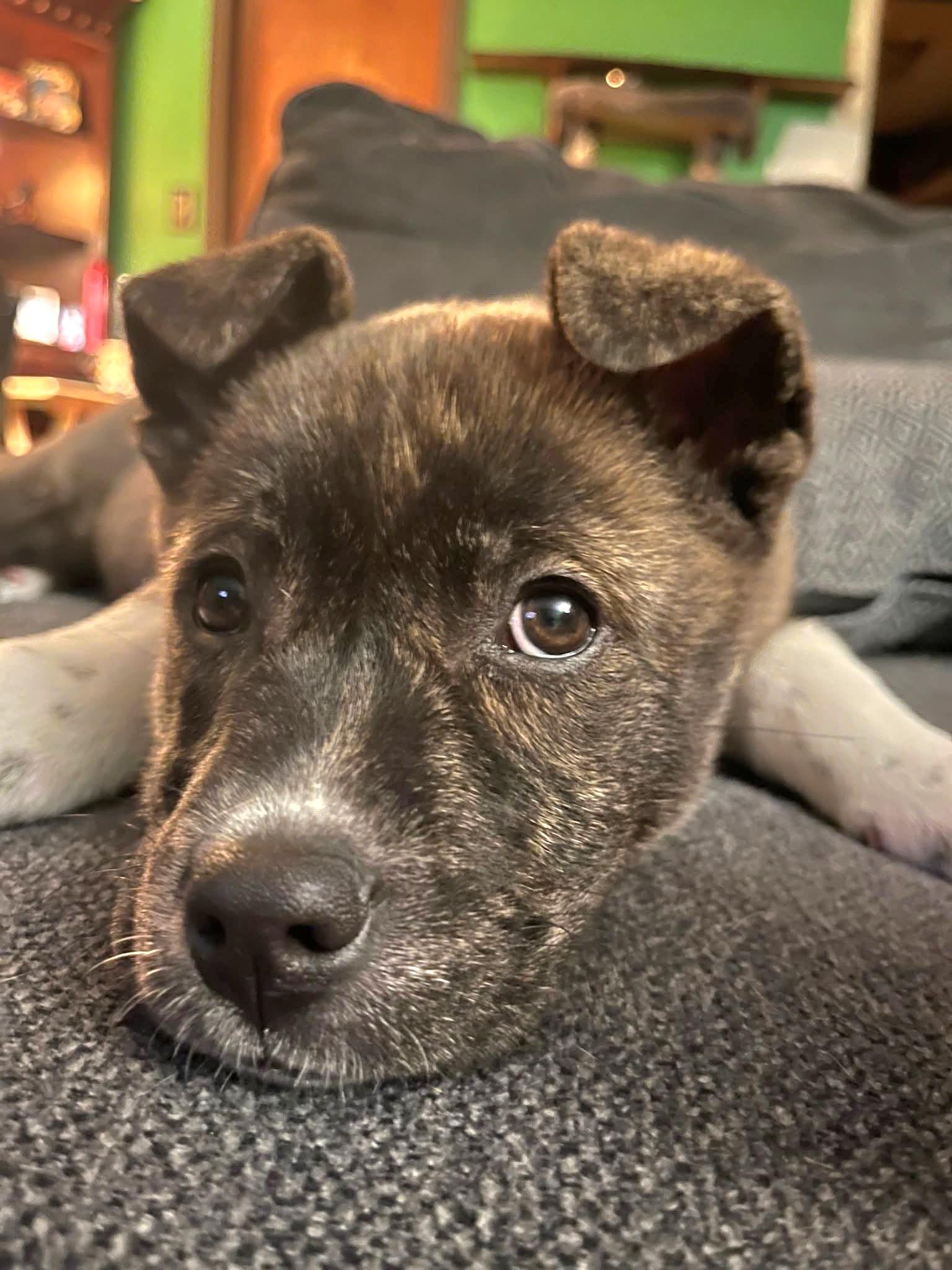 Enlarge Skittles, an adopted mixed breed in Salamanca, NY image 4/4