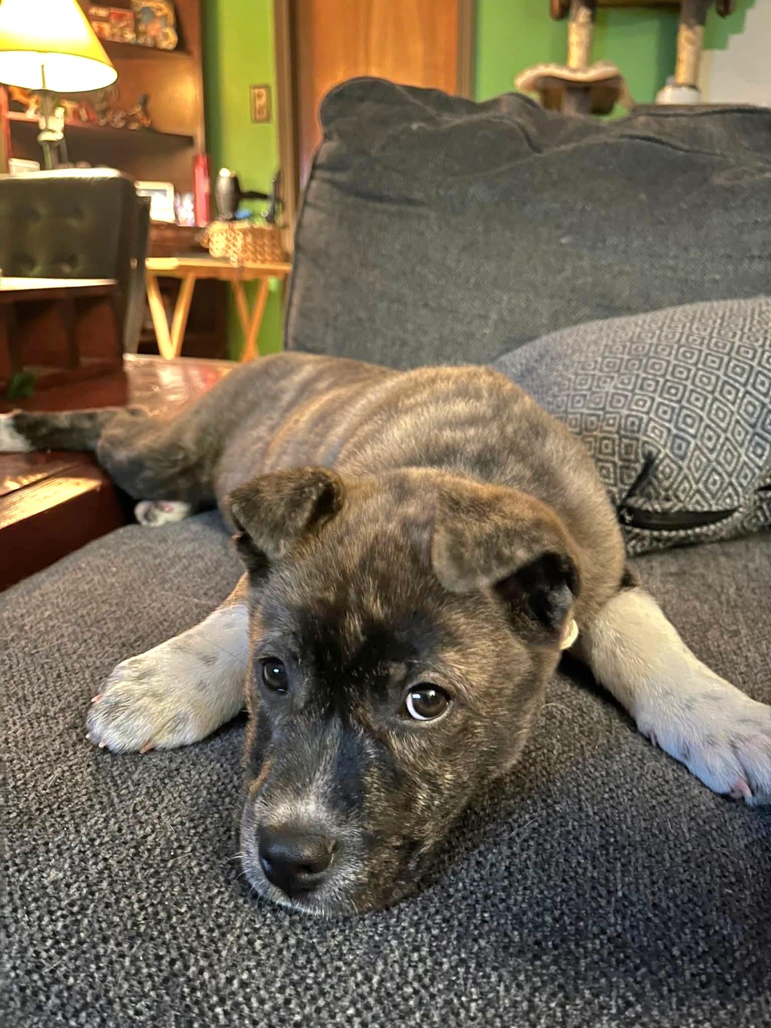 Enlarge Skittles, an adopted mixed breed in Salamanca, NY image 3/4