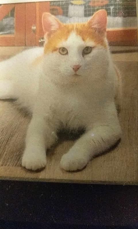 David Bowie, a Adoptable American Shorthair in Erie, PA image 1/3