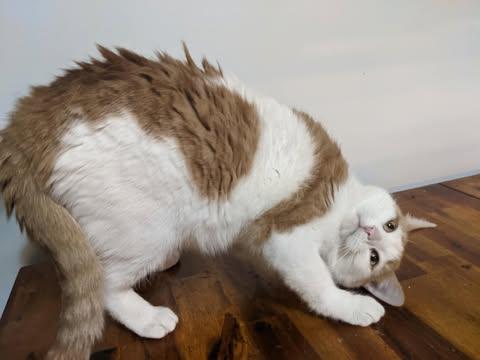 David Bowie, a Adoptable American Shorthair in Erie, PA image 2/3