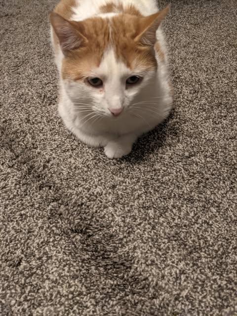 David Bowie, a Adoptable American Shorthair in Erie, PA image 3/3