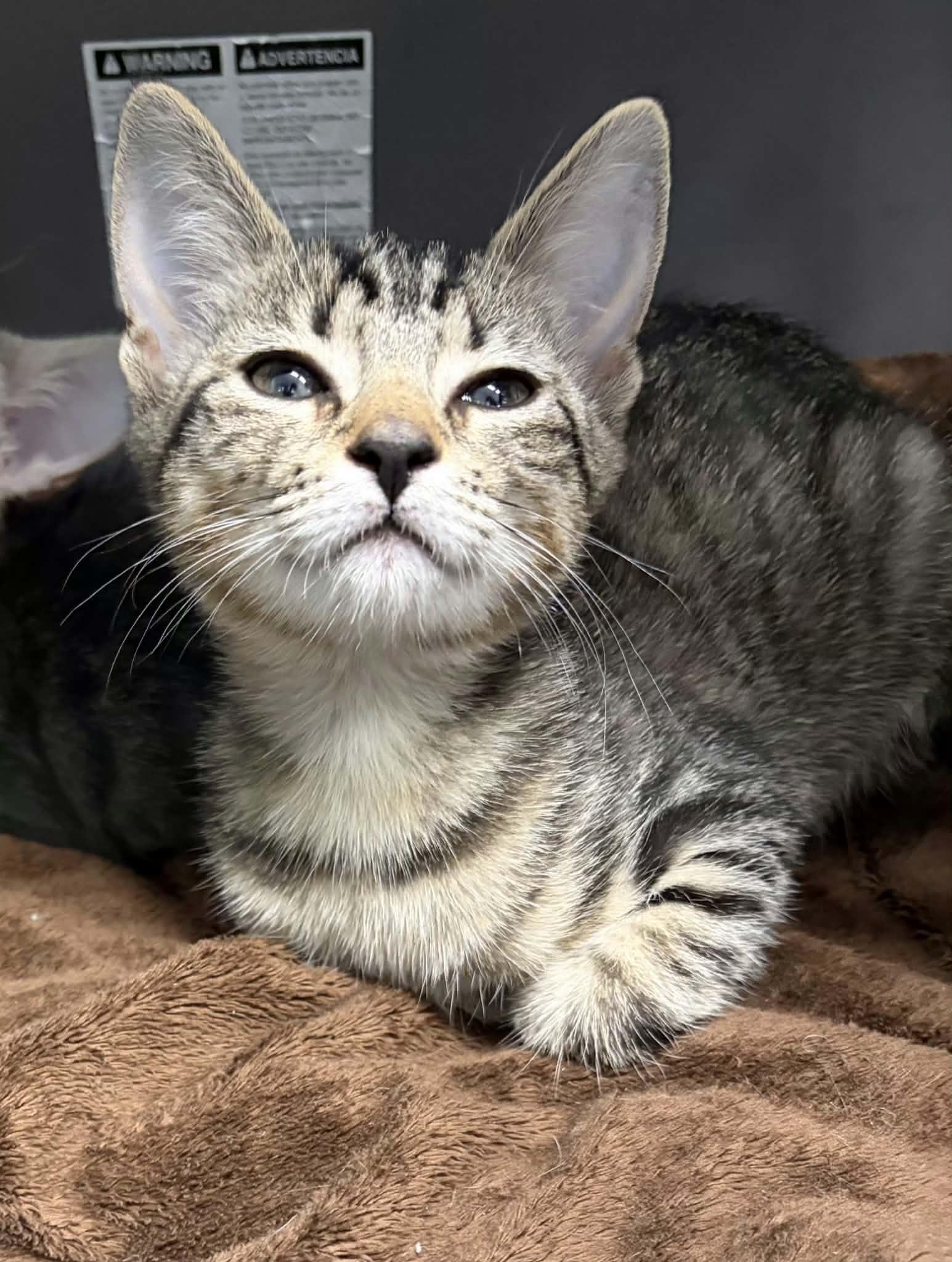 Enlarge Jolene, a Adoptable Domestic Short Hair in Greenville, NC image 3/3