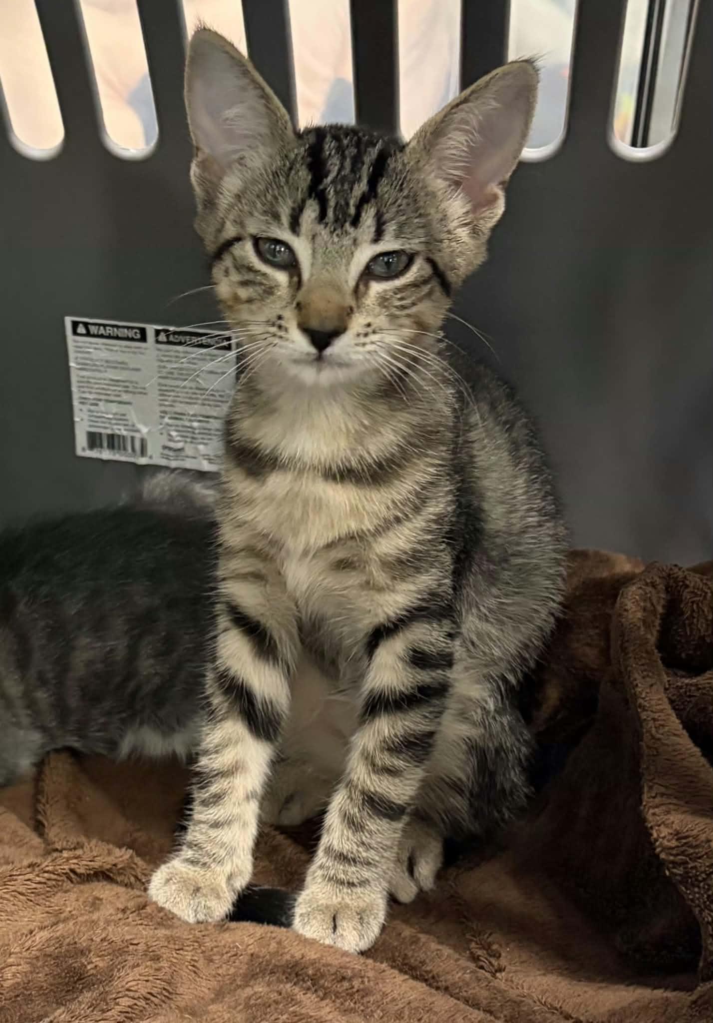 Enlarge Jolene, a Adoptable Domestic Short Hair in Greenville, NC image 2/3