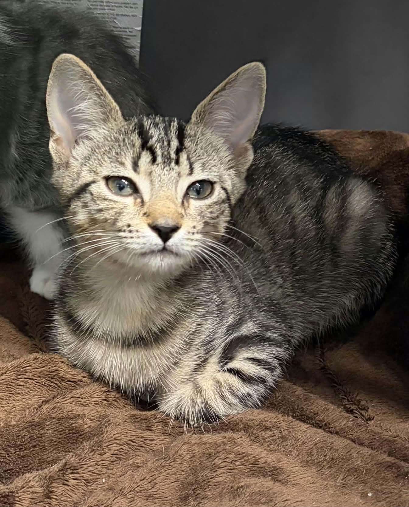 Jolene, Adoptable, Young Female Domestic Short Hair.