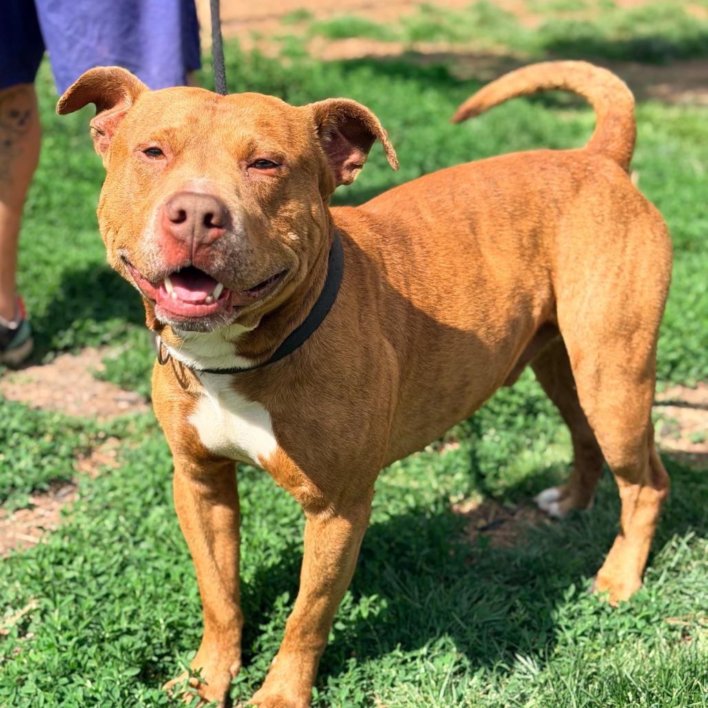 Blue, Adoptable, Adult Male Mixed Breed.