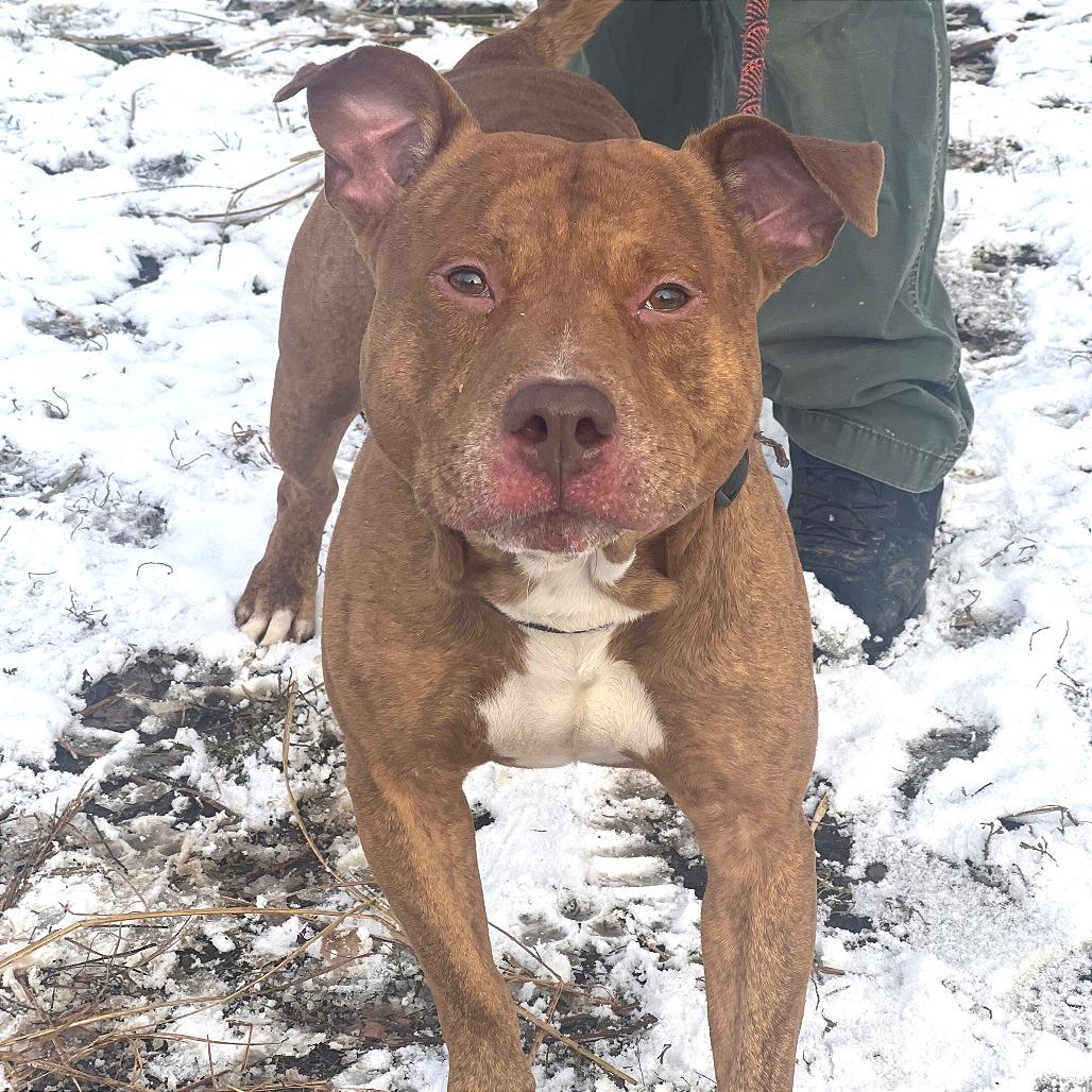 Enlarge Blue, a Adoptable Mixed Breed in Huntington, WV image 1/5