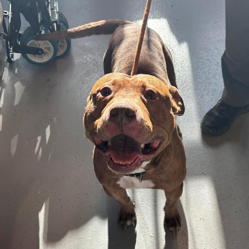 Enlarge Blue, a Adoptable Mixed Breed in Huntington, WV image 2/5