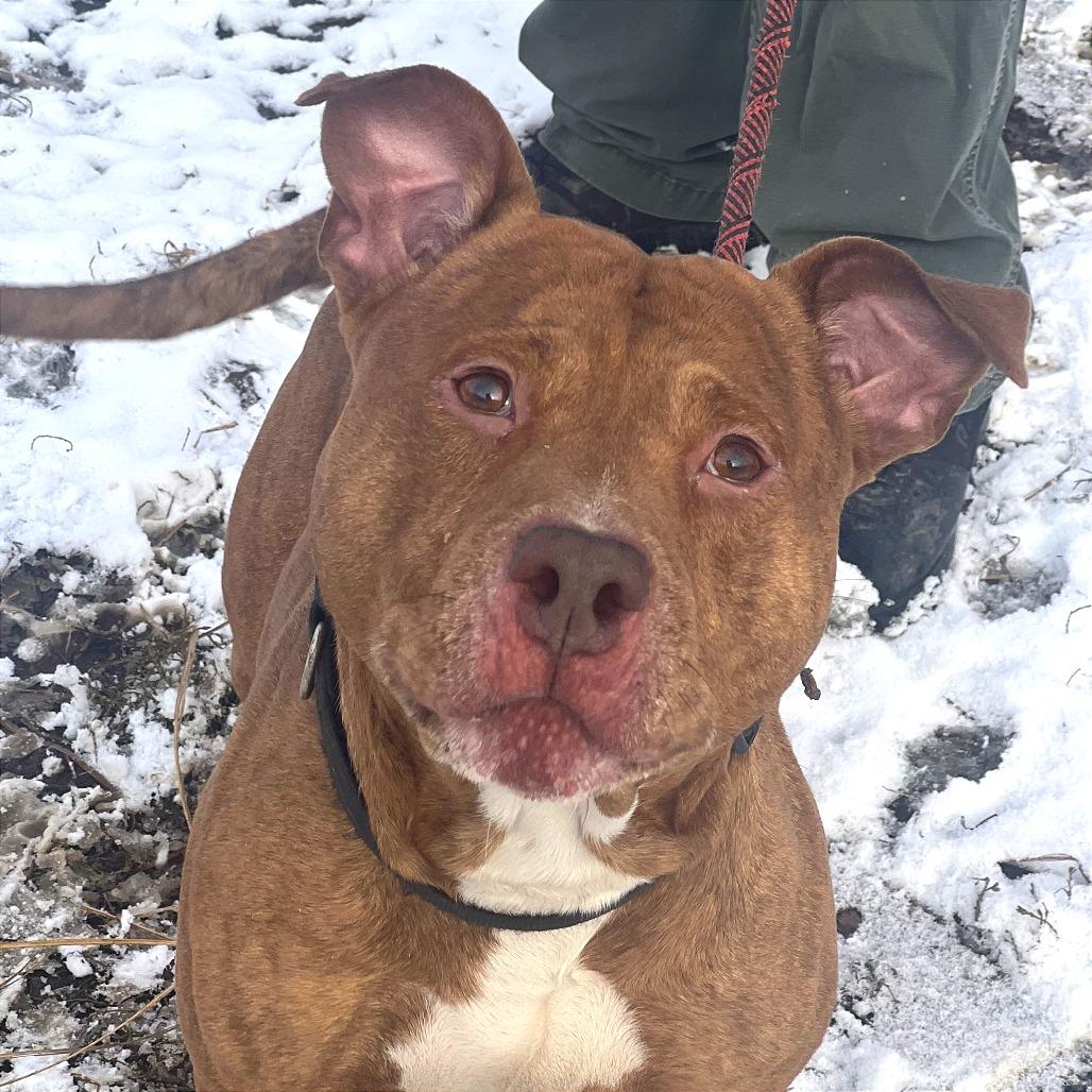 Enlarge Blue, a Adoptable Mixed Breed in Huntington, WV image 3/5