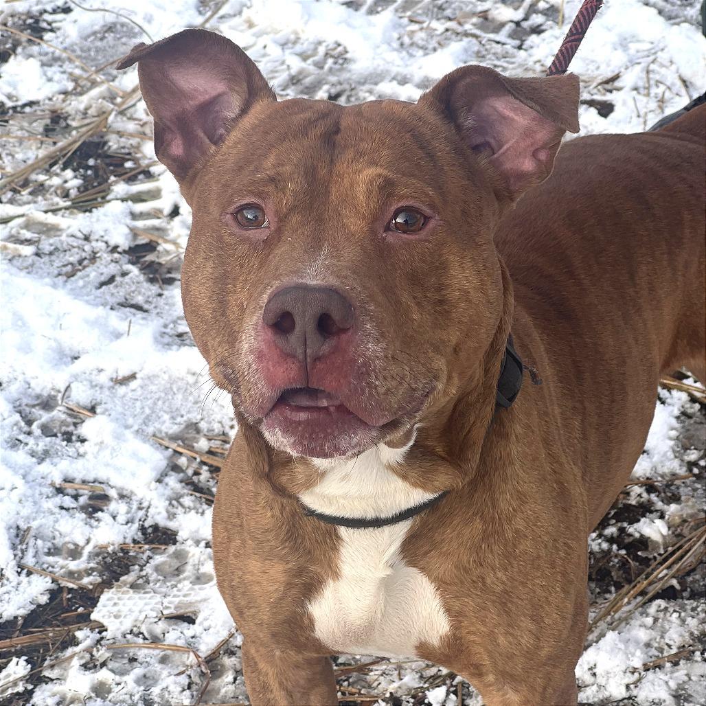 Enlarge Blue, a Adoptable Mixed Breed in Huntington, WV image 4/5