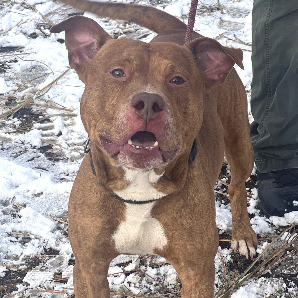 Enlarge Blue, a Adoptable Mixed Breed in Huntington, WV image 5/5