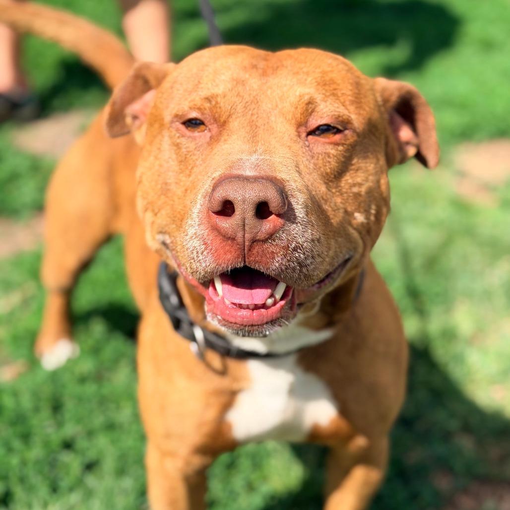 Blue, a Adoptable Mixed Breed in Huntington, WV image 6/6
