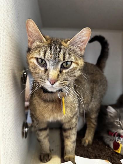 Maggie, Adoptable, Adult Female Domestic Short Hair.