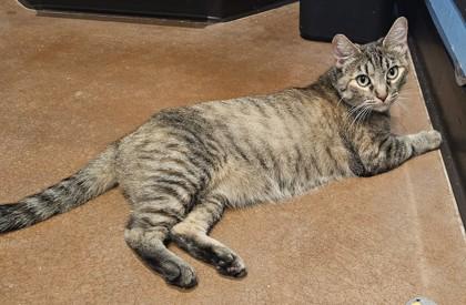 Maggie, Adoptable, Adult Female Domestic Short Hair.