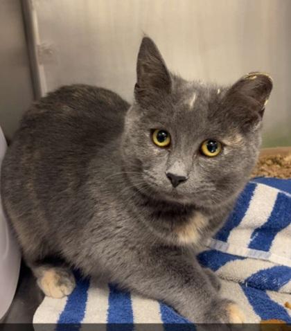 Enlarge Jingle, a Adoptable mixed breed in Elmira, NY image 1/1