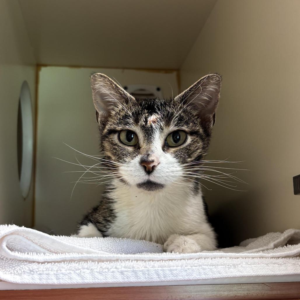 Enlarge Satin, a Adoptable Domestic Short Hair image 1/3