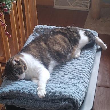 Enlarge Satin, a Adoptable Domestic Short Hair image 2/3