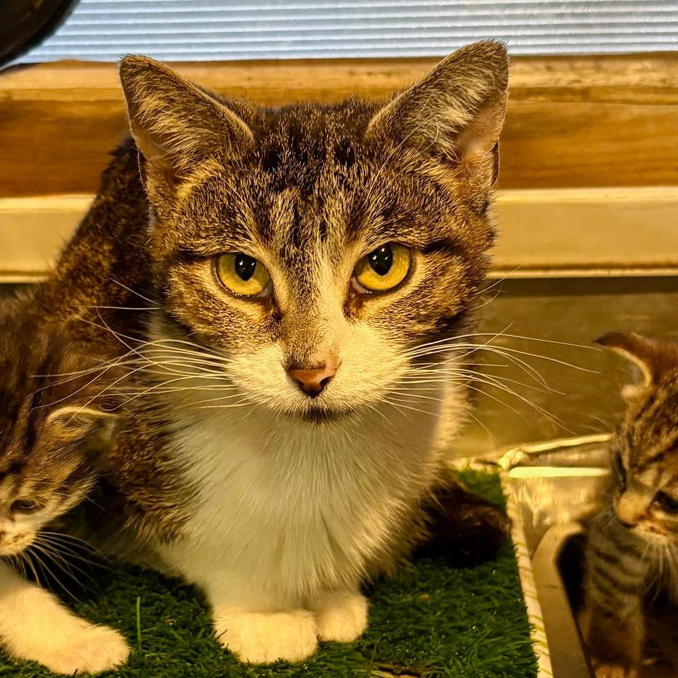 Enlarge Satin, a Adoptable Domestic Short Hair image 3/3