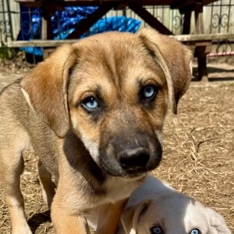 Enlarge Wildcat, an adopted mixed breed in Louisville, KY image 1/2
