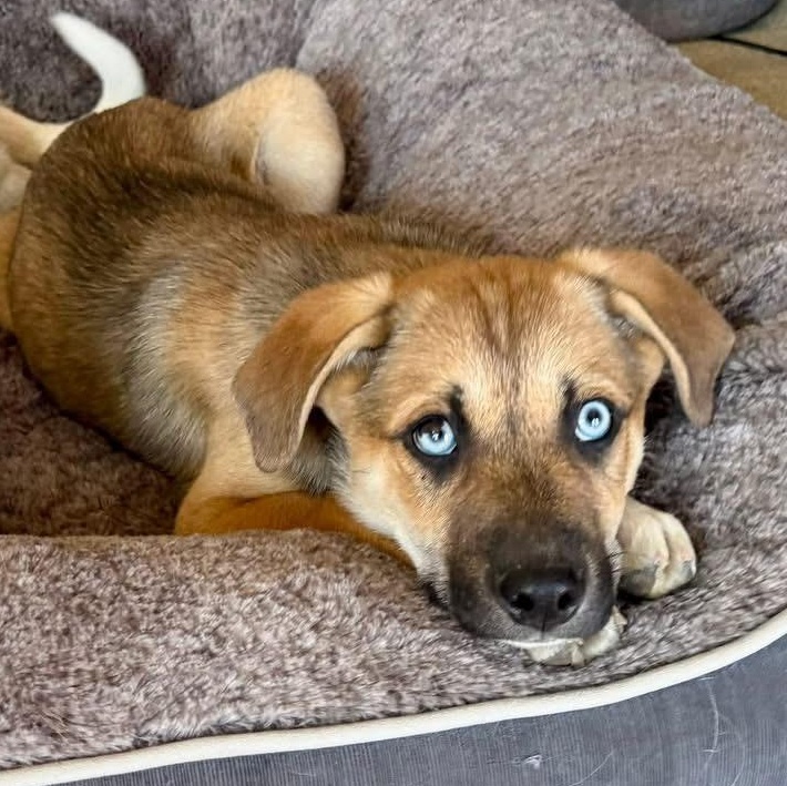 Enlarge Wildcat, an adopted mixed breed in Louisville, KY image 2/2