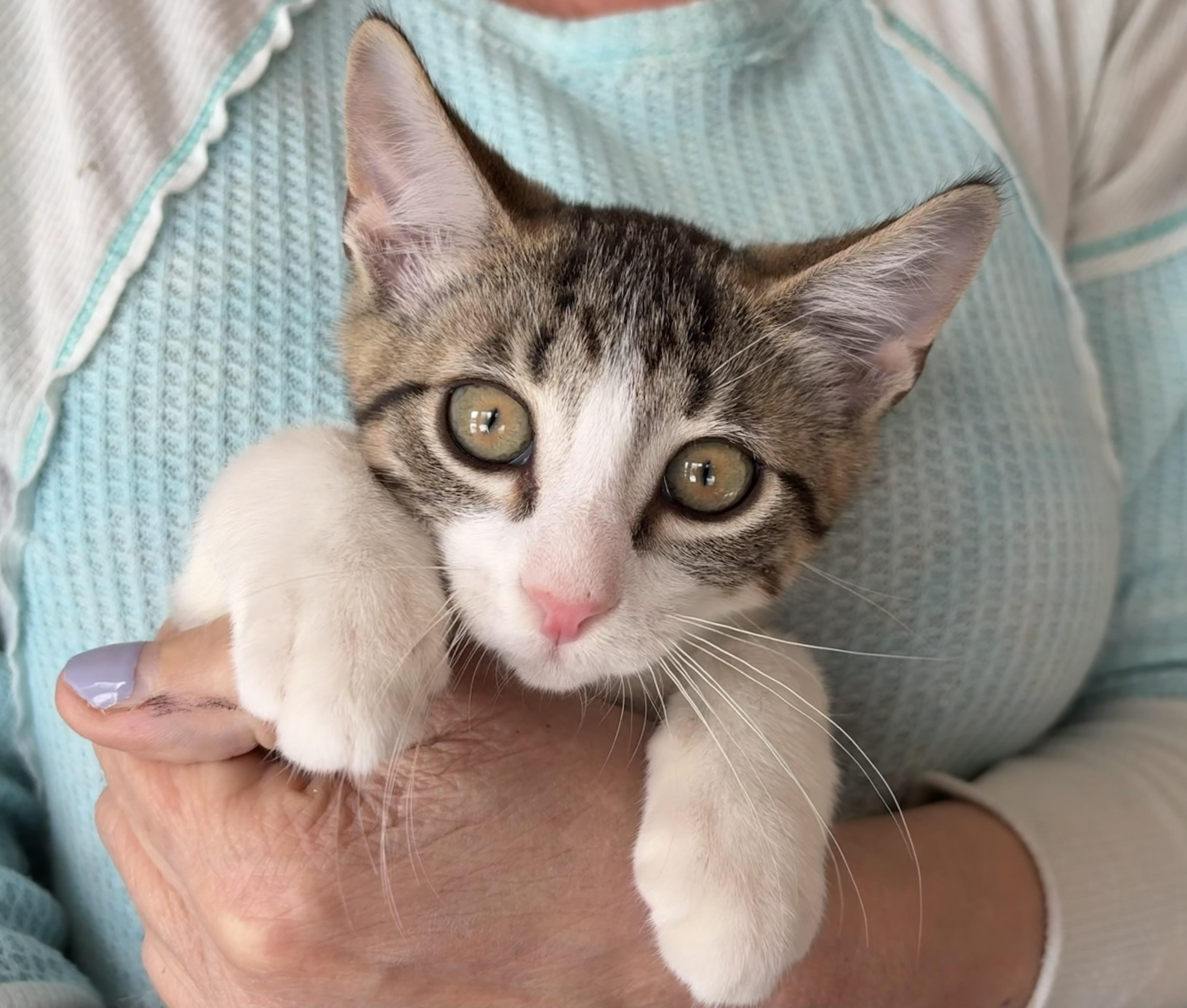 Enlarge Binx, a Adoptable Domestic Short Hair in Roslyn Heights, NY image 1/3