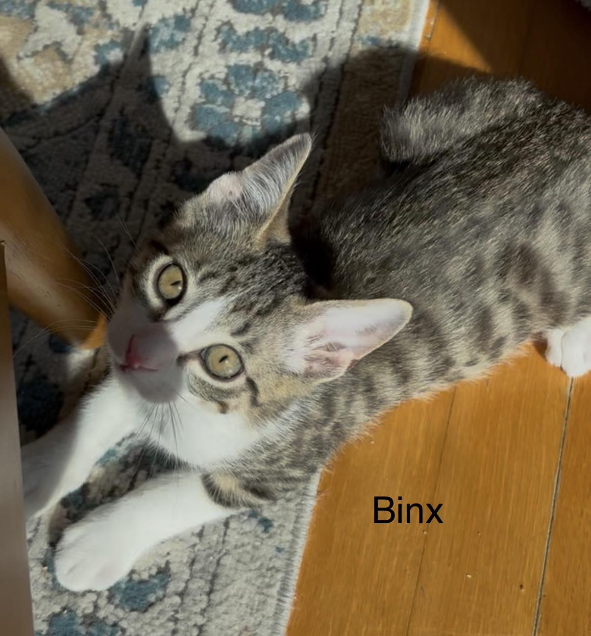 Enlarge Binx, a Adoptable Domestic Short Hair in Roslyn Heights, NY image 2/3