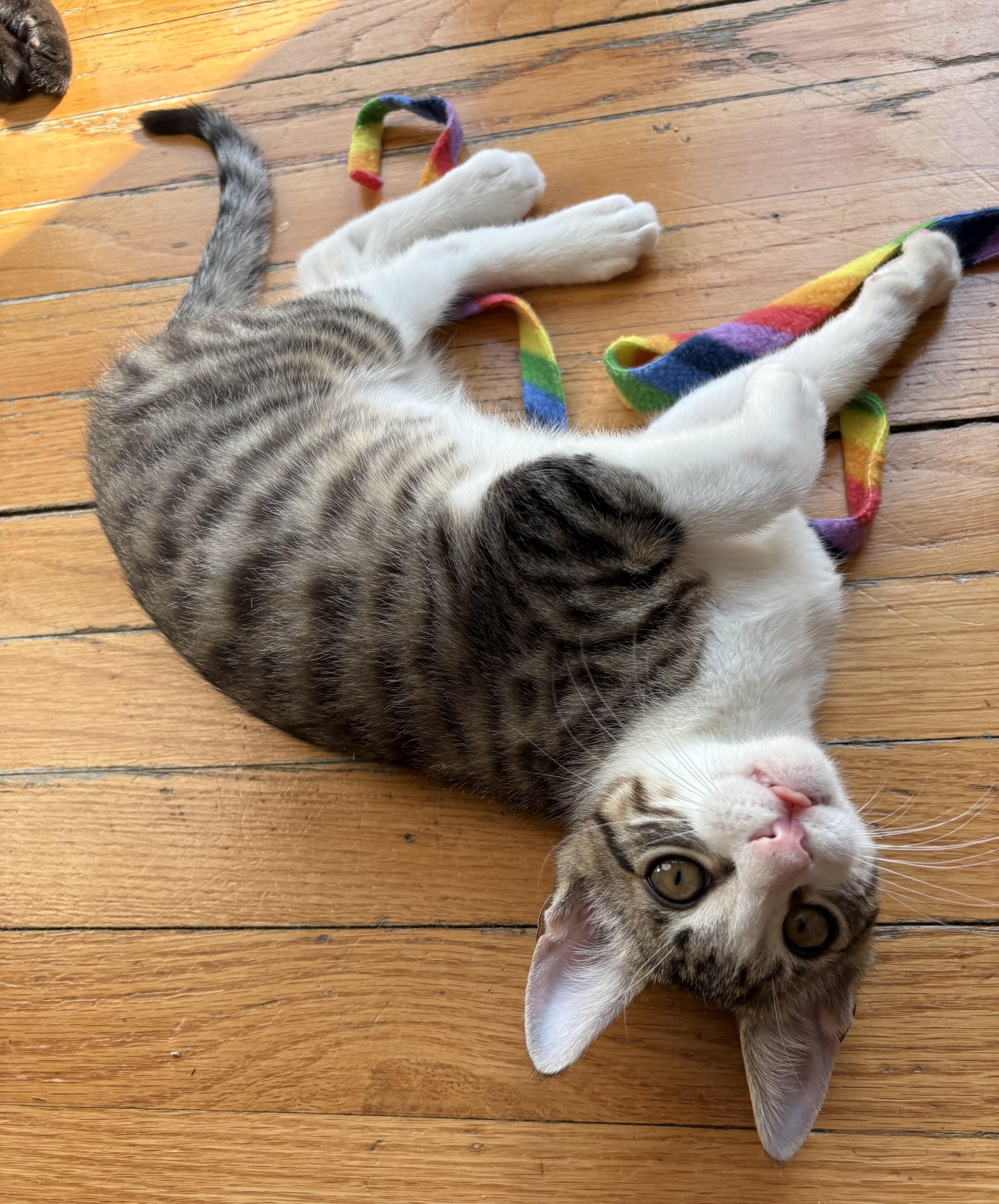 Enlarge Binx, a Adoptable Domestic Short Hair in Roslyn Heights, NY image 3/3