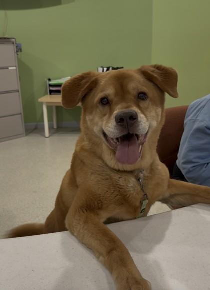 Fuzzington, ADOPTABLE, Senior Male Chow Chow.