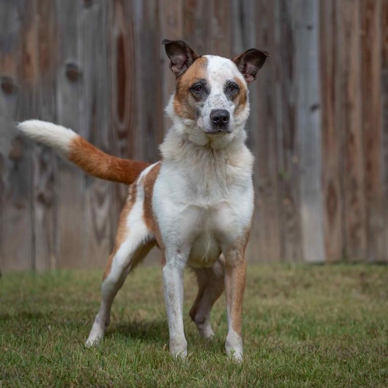 Keen, Adoptable, Adult Male Husky & Golden Retriever.