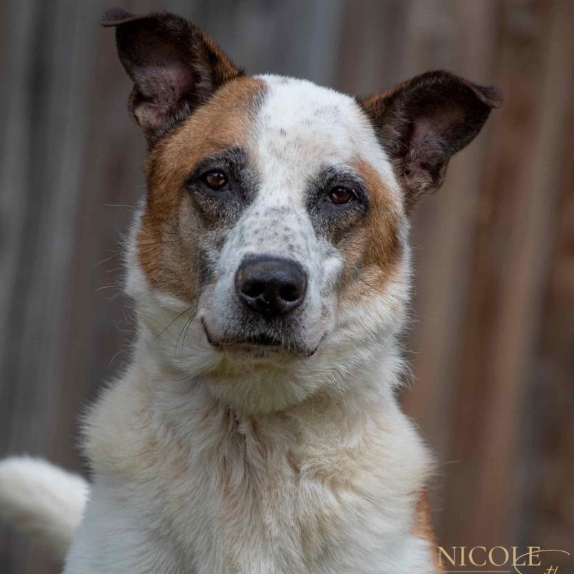 Enlarge Keen, a Adoptable mixed breed in Henderson, KY image 2/3