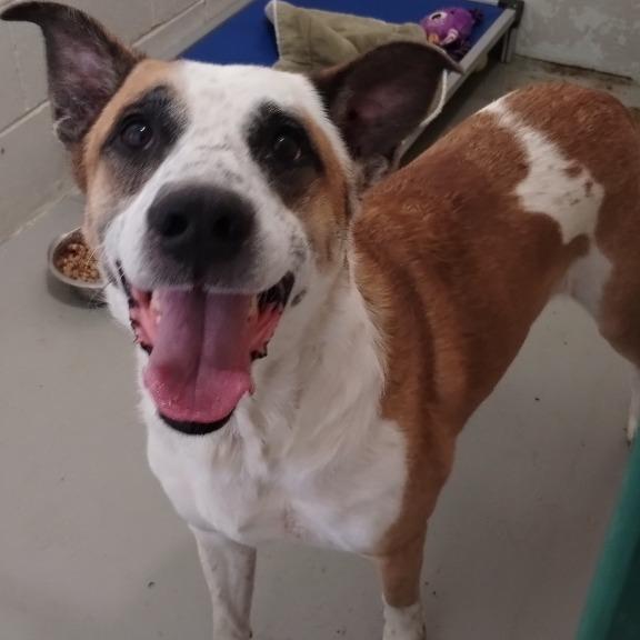 Enlarge Keen, a Adoptable mixed breed in Henderson, KY image 3/3