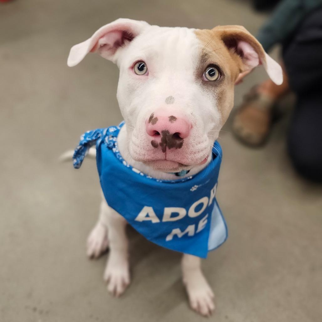 Justin, Adoptable, Puppy Male Pit Bull Terrier.