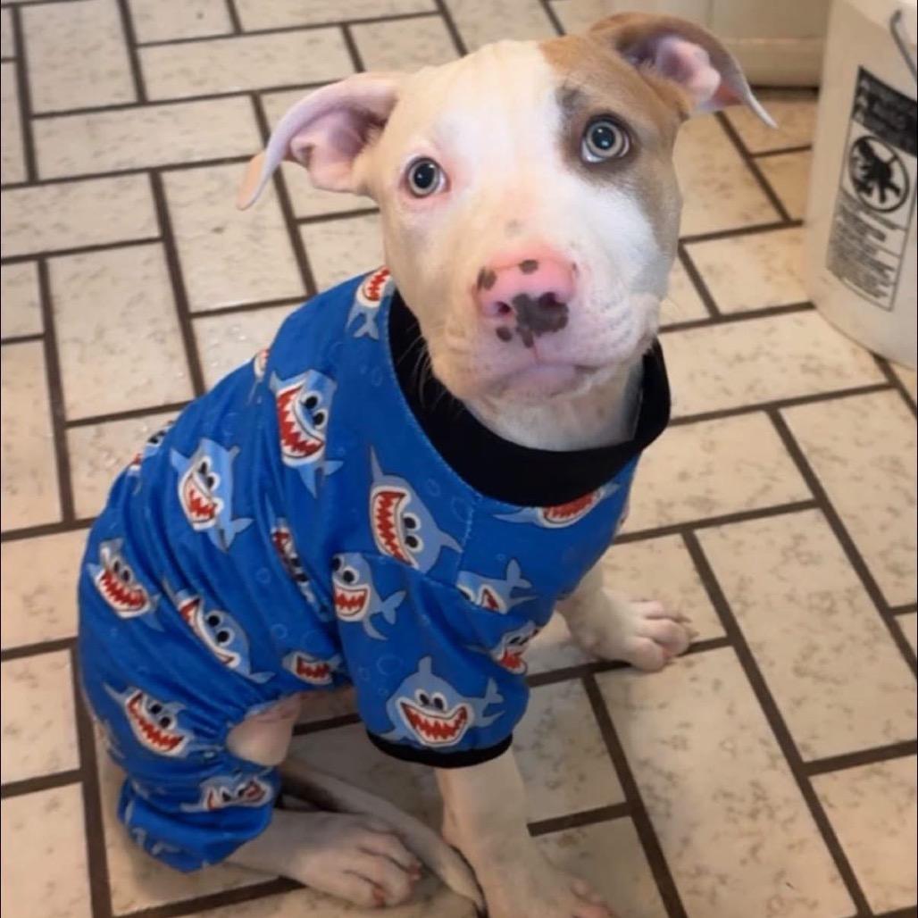 Enlarge Justin, a Adoptable Pit Bull Terrier in Brainerd, MN image 2/6