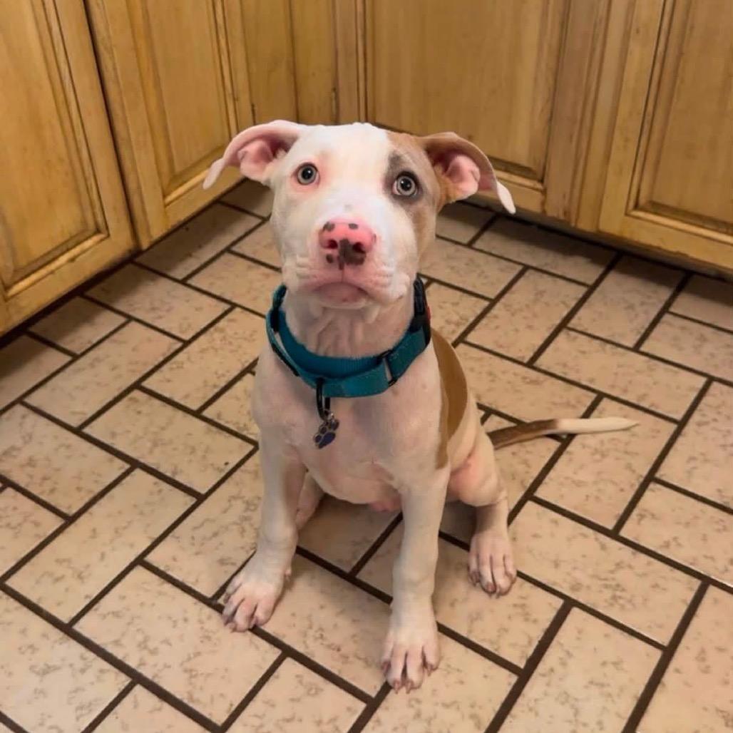 Enlarge Justin, a Adoptable Pit Bull Terrier in Brainerd, MN image 3/6