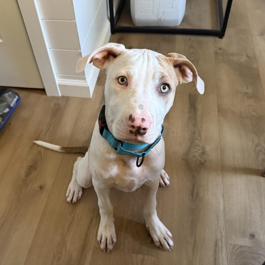 Enlarge Justin, a Adoptable Pit Bull Terrier in Brainerd, MN image 4/6