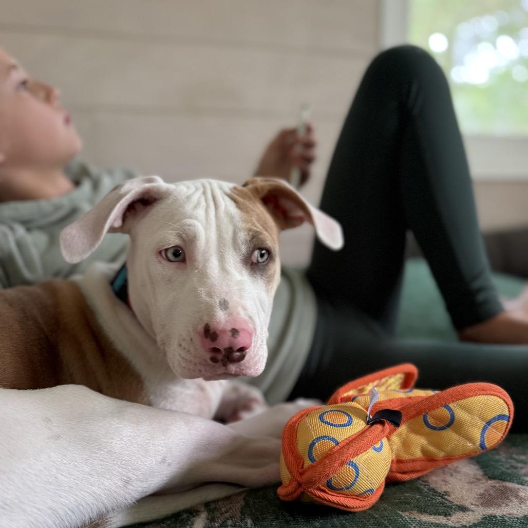 Enlarge Justin, a Adoptable Pit Bull Terrier in Brainerd, MN image 5/6