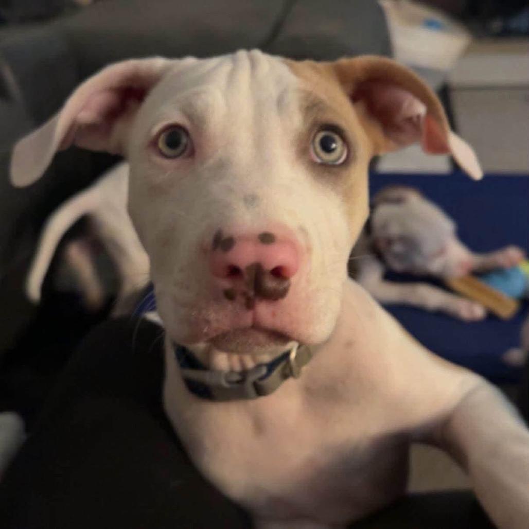 Enlarge Justin, a Adoptable Pit Bull Terrier in Brainerd, MN image 6/6