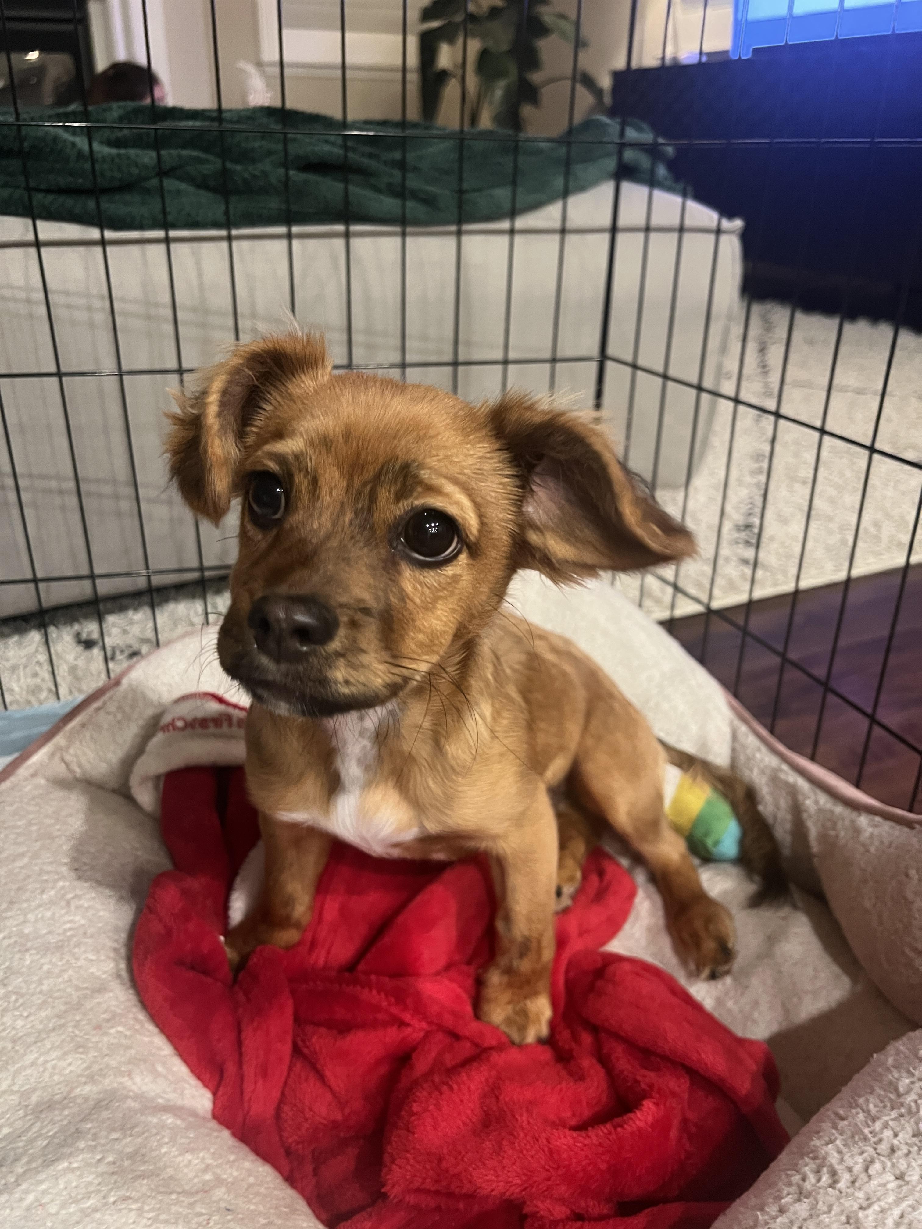 Archer, Adoptable, Young Male Chihuahua & Shih Tzu.