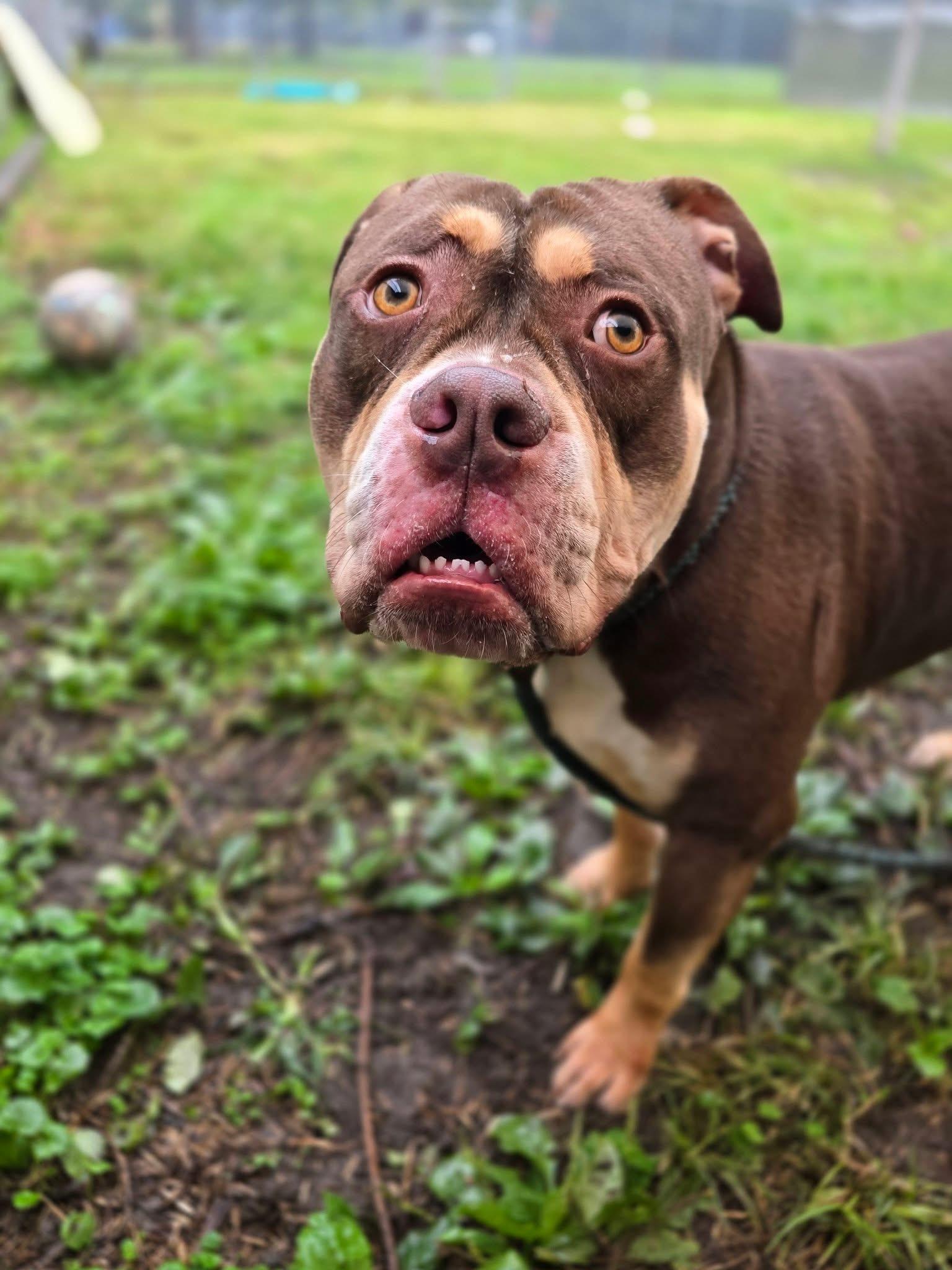 Enlarge Juju, a Adoptable Bulldog in Chicago, IL image 3/5
