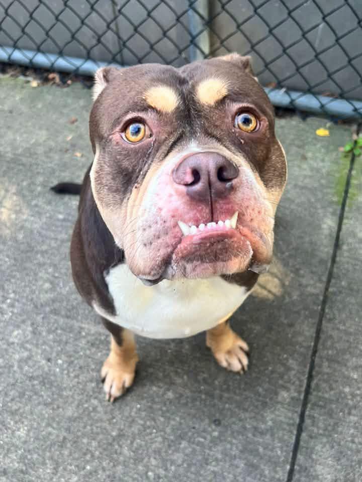 Juju, Adoptable, Adult Male Bulldog.