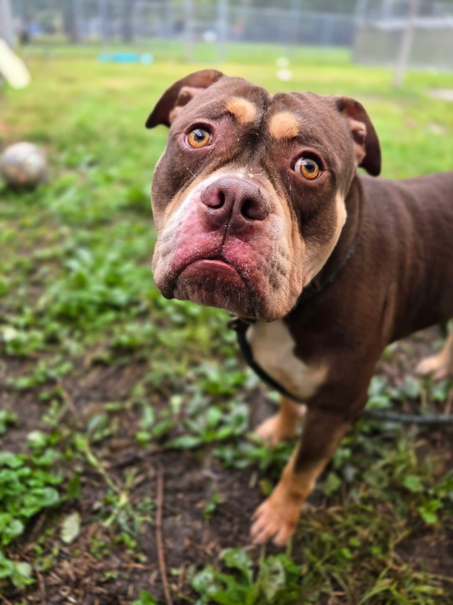 Enlarge Juju, a Adoptable Bulldog in Chicago, IL image 4/5
