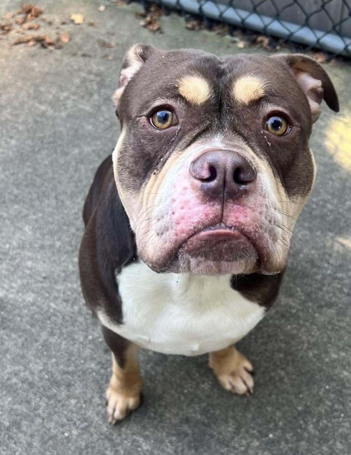 Enlarge Juju, a Adoptable Bulldog in Chicago, IL image 2/5