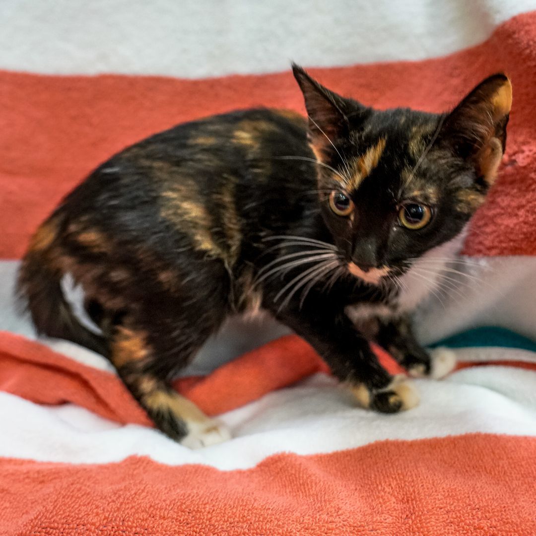 Dusty, Adoptable, Adult Female Tortoiseshell.