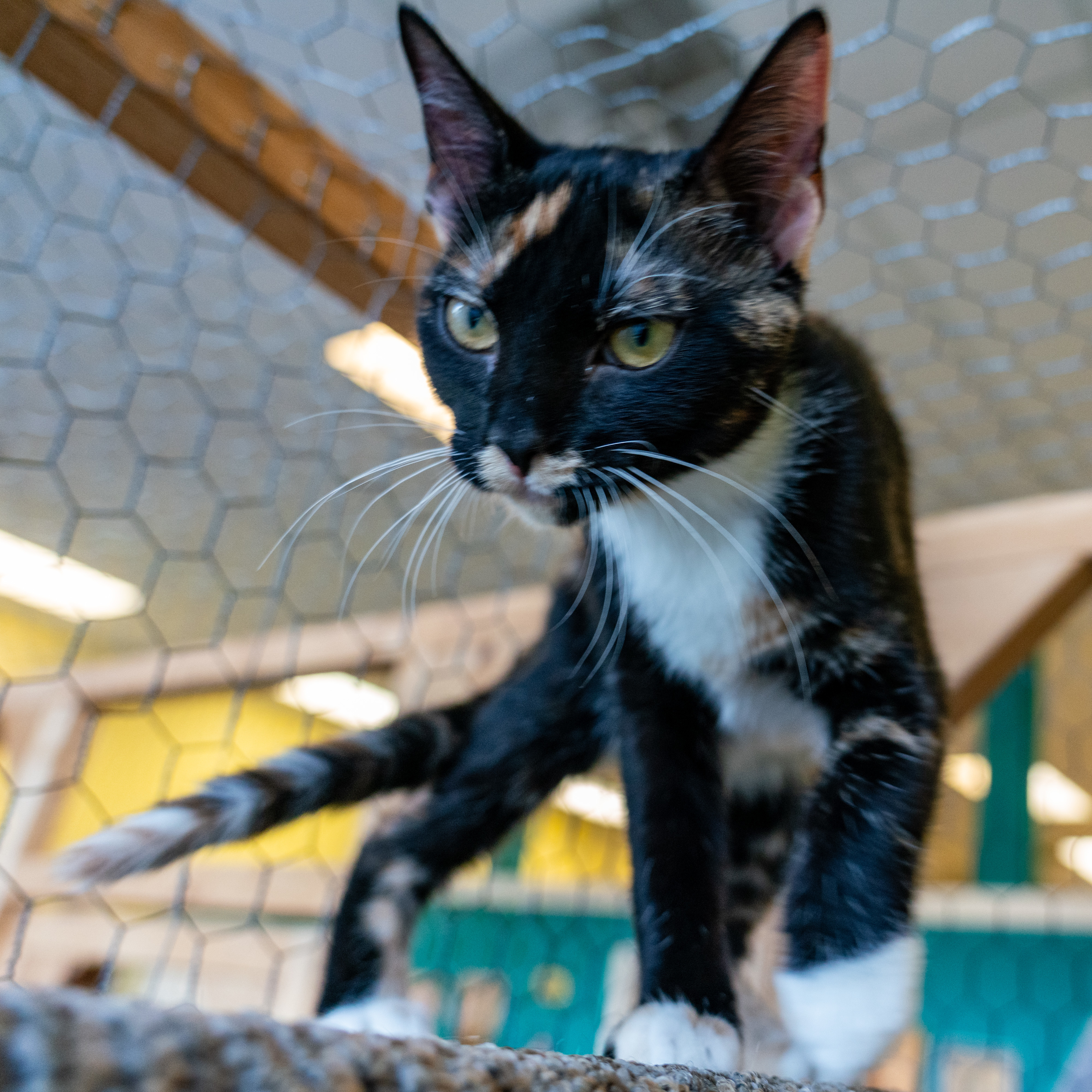 Enlarge Dusty, a Adoptable mixed breed in Racine, WI image 2/4