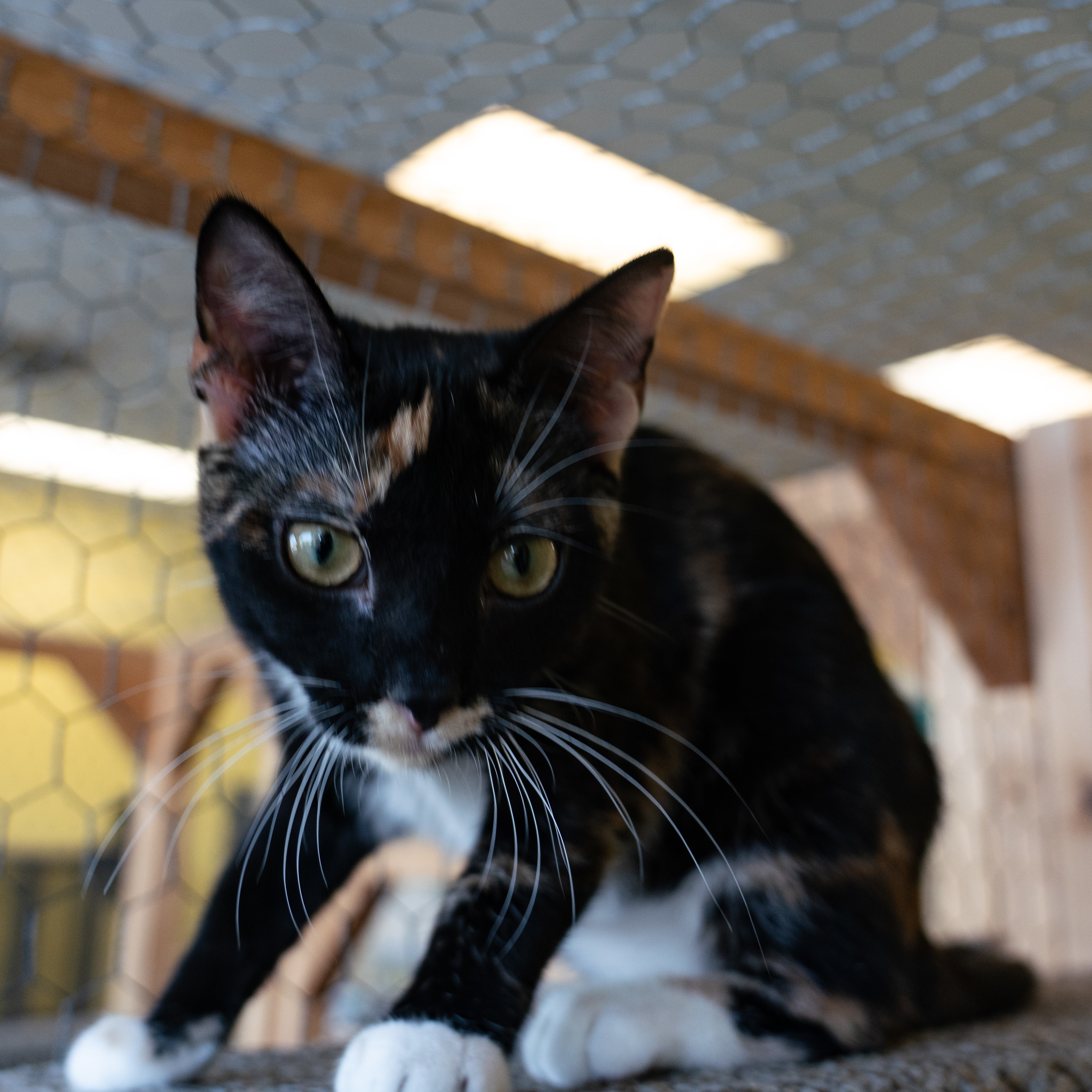 Enlarge Dusty, a Adoptable mixed breed in Racine, WI image 3/4