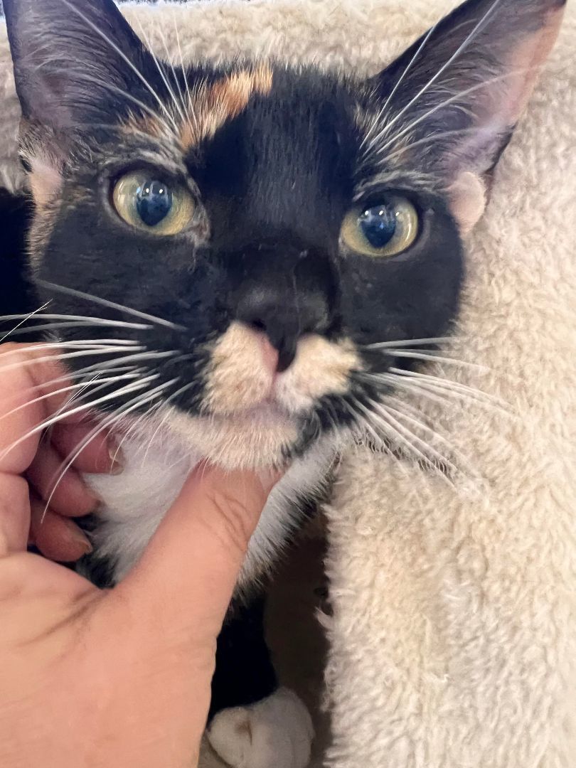 Enlarge Dusty, a Adoptable mixed breed in Racine, WI image 4/4
